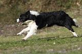BORDER COLLIE 843